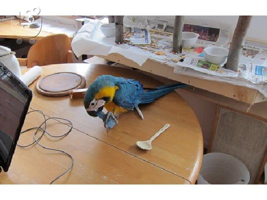 Καλά Μιλώντας Μπλε και κίτρινο Macaw παπαγάλος Για απαλλαγούμε από...